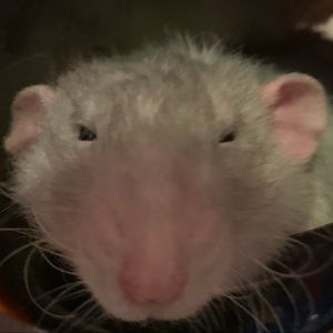 Meet your Posher, Marie-ariane